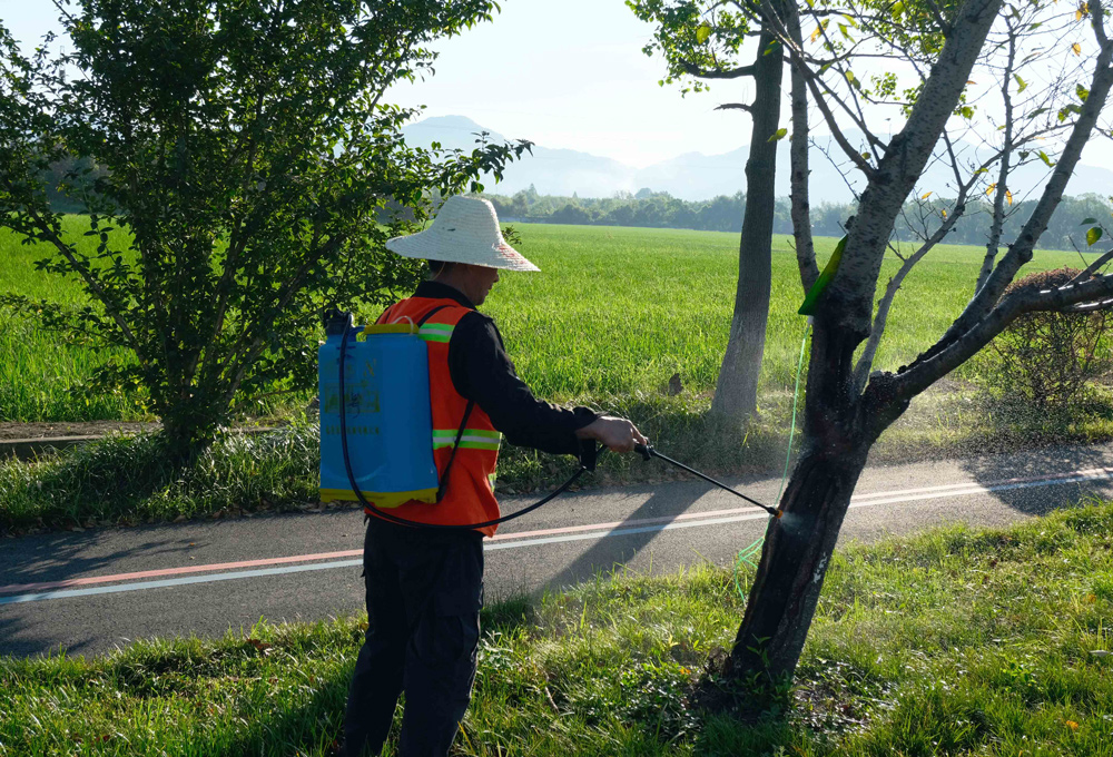 綠化工人正在給櫻花樹除蟲。程欣攝