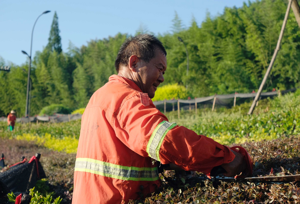 綠化工人正在進行綠植修剪工作。程欣攝