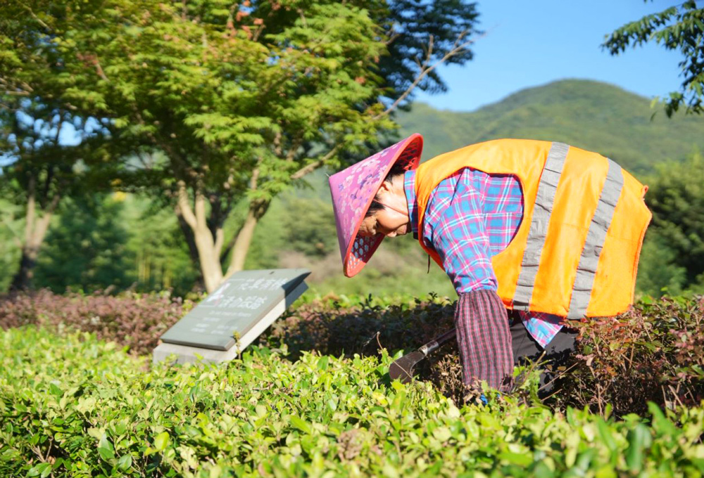 綠化工人正在清理綠化帶雜草。吳承予攝
