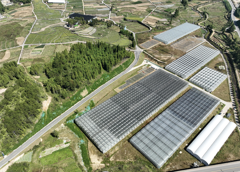 高山種苗集聚區。文成縣委宣傳部供圖