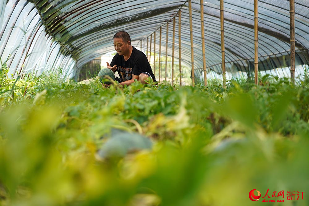 在臺州市黃巖區北洋鎮的一處西瓜大棚里，瓜農在采摘西瓜。人民網 章勇濤攝
