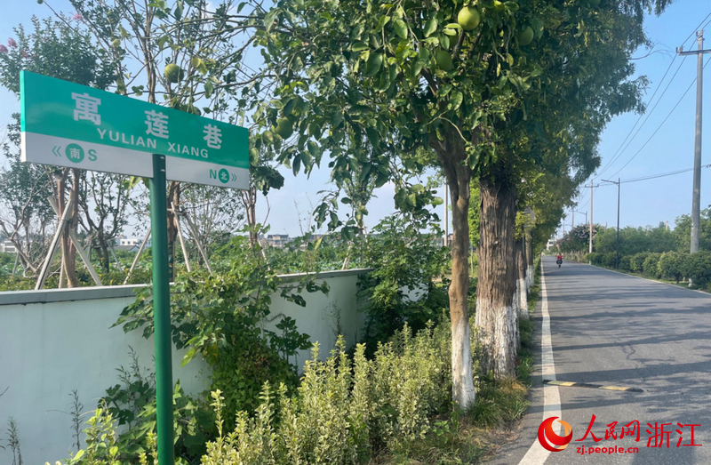 寓蓮巷，寄托著村民對蓮花高潔品質的向往。人民網記者 王麗瑋攝