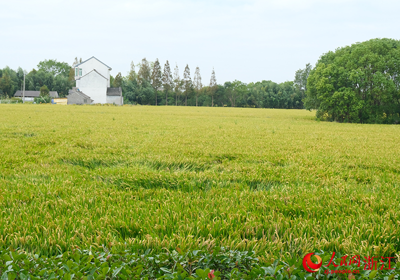 300畝晚稻收割后將開展“稻菜輪種”。人民網 程欣攝