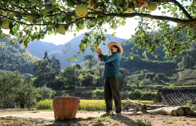 云和雪梨。云和縣委宣傳部供圖