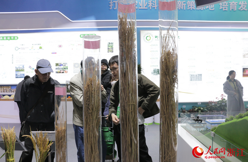 農博會現場展示的一人多高的水稻新品種。人民網記者 王麗瑋攝