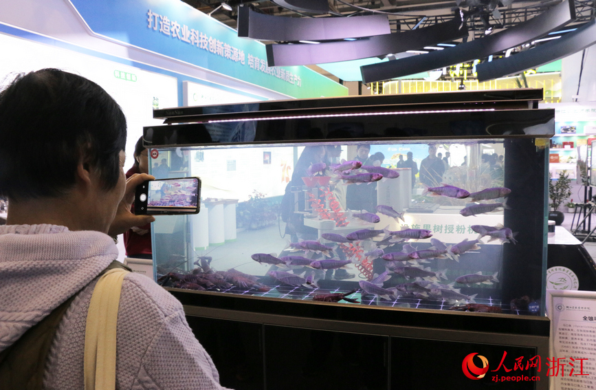 色彩斑斕的全雄馬口魚新品種。人民網記者 王麗瑋攝