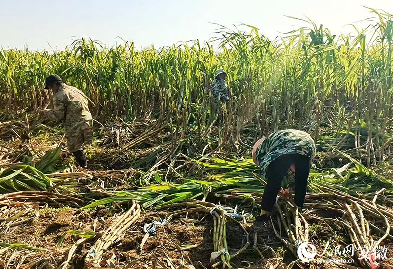 村民正在將收割的甘蔗打捆。人民網記者 周坤攝.jpg