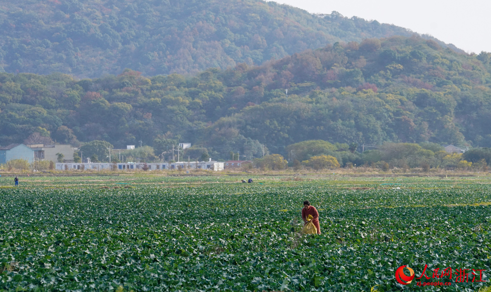 鹽堿地復墾的農田。人民網記者 郭揚攝