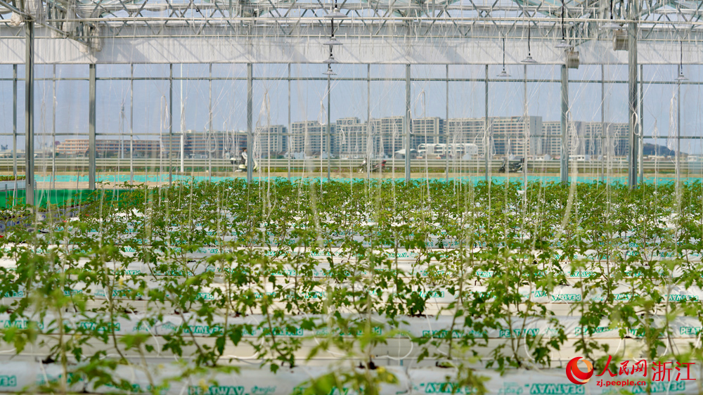 無土栽培大棚。人民網記者 郭揚攝