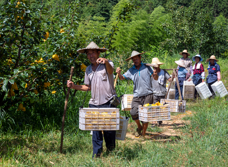 安溪畬族鄉產業興旺。云和縣委宣傳部供圖