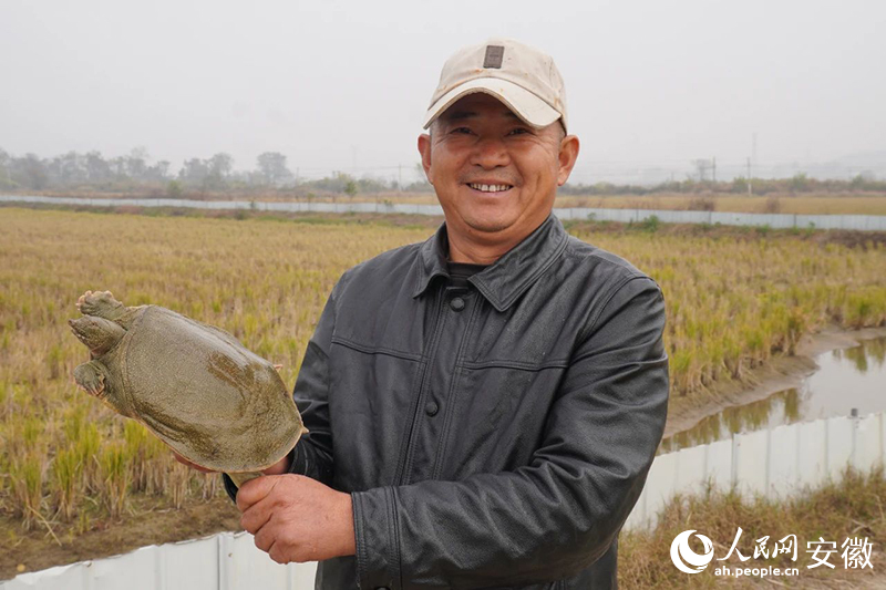 王來友養殖的中華鱉。人民網記者 陳若天攝