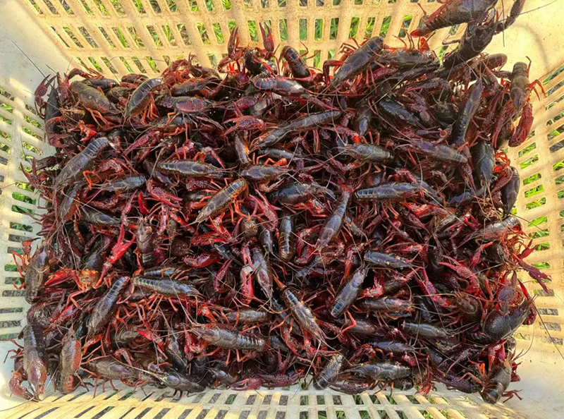 合心村養殖的小龍蝦。合心村供圖