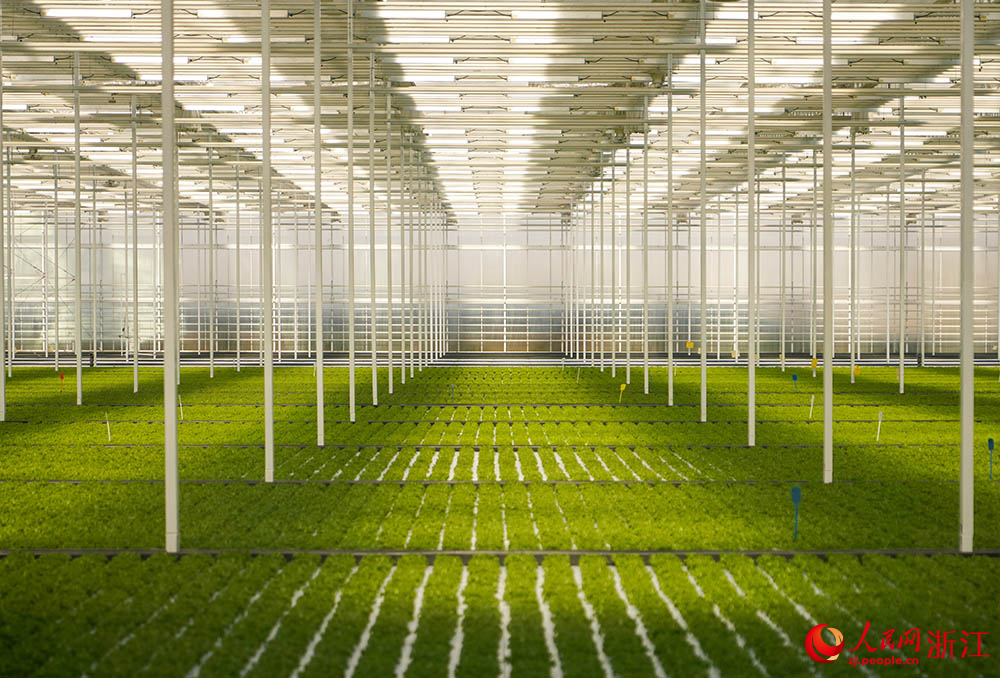 浙江省嘉興市嘉善縣一智慧農場內，蔬菜長勢旺盛。人民網 章勇濤攝