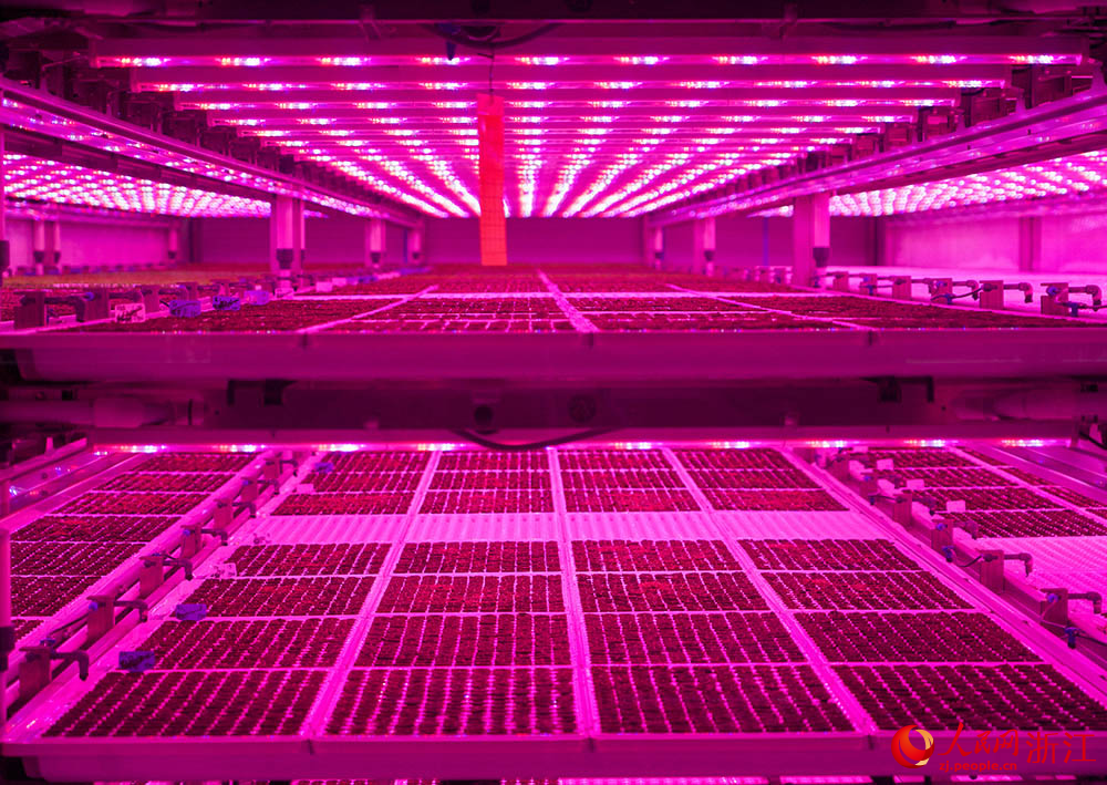 在浙江省嘉興市嘉善縣一智慧農場，立體補光技術可以讓蔬菜的生長周期縮短一半。人民網 章勇濤攝