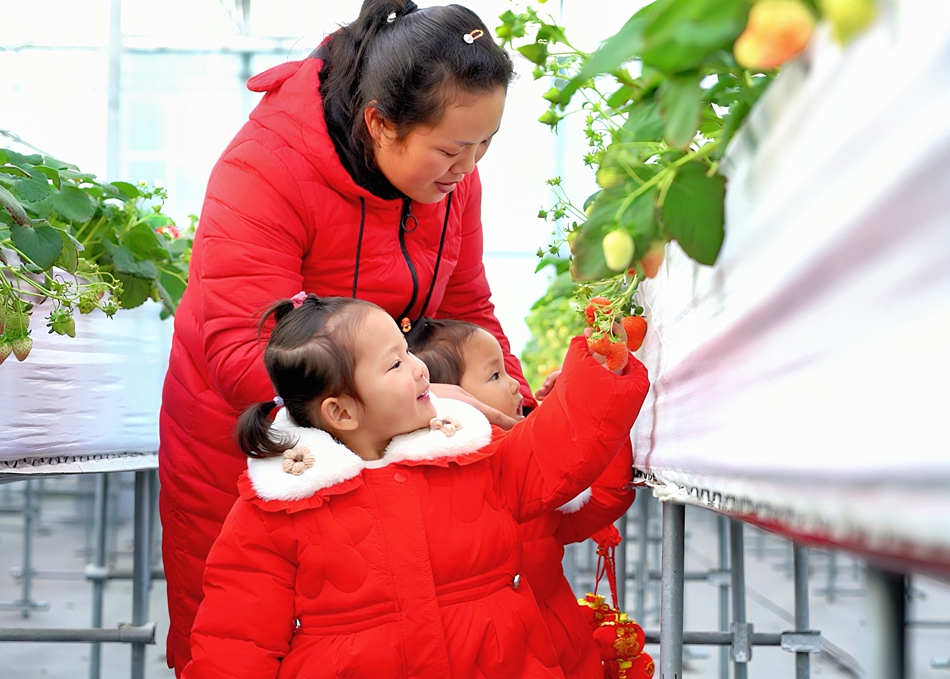 市民游客采摘草莓。鹽都區委宣傳部供圖