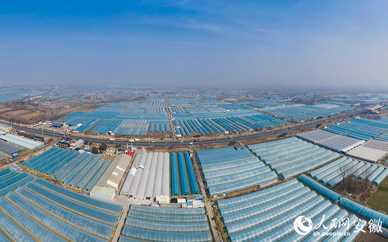 俯瞰長豐草莓種植基地。人民網記者 張俊攝