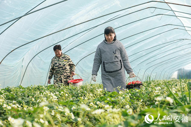 農場里工人正采摘草莓。 人民網記者 張俊攝