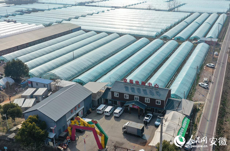 俯瞰安徽長豐草莓電商中心。人民網記者 張俊攝