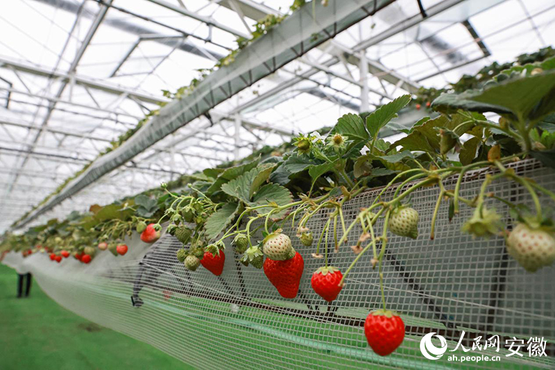 大棚里立體栽培的草莓。人民網記者 張俊攝