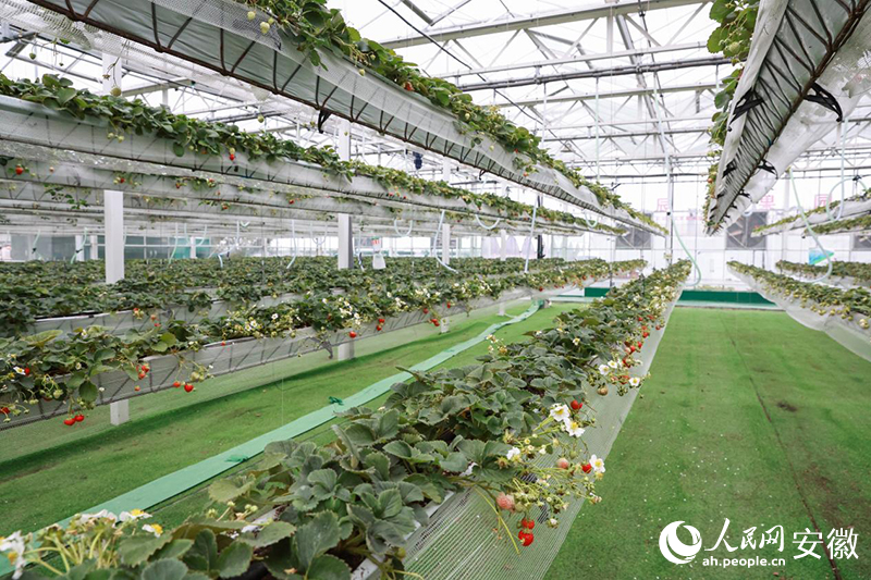 大棚里立體栽培的草莓。人民網記者 張俊攝