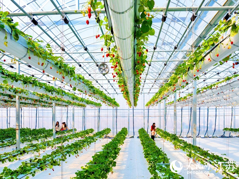 高空草莓大棚場景。人民網 周夢嬌攝
