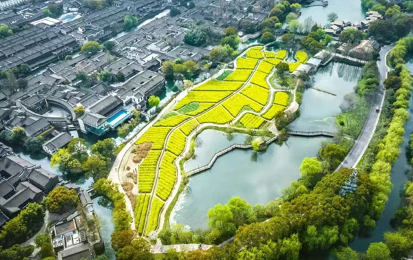 驚艷了，桐鄉最美的金色海在這里！