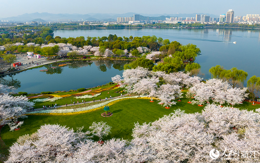 近日，紹興市柯橋區瓜渚湖畔的櫻花和郁金香大面積盛開。人民網 章勇濤攝
