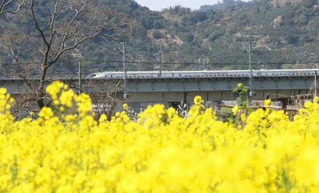 前方到站：“學院風”花海