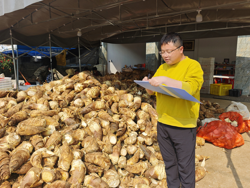 筍商正在收購春筍。三仁畬族鄉供圖