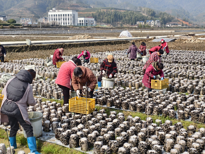 農戶們正在基地內采摘木耳。遂昌縣委宣傳部供圖