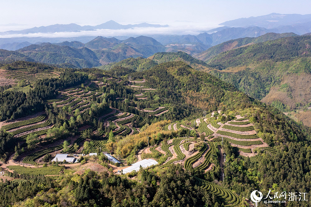 浙江省寧波市寧?？h前童鎮梁皇山生態茶園。人民網 章勇濤攝