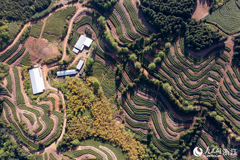 浙江省寧波市寧?？h前童鎮梁皇山生態茶園。人民網 章勇濤攝
