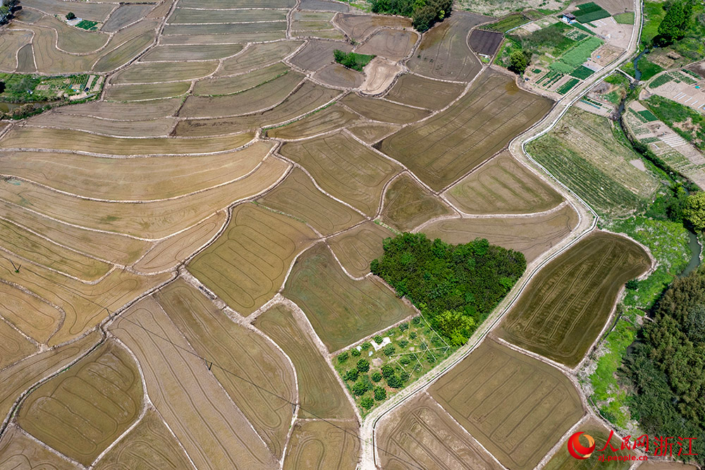 空中俯瞰寧波市寧?？h前童鎮大鄭村，翻耕后的水田阡陌縱橫。人民網 章勇濤攝