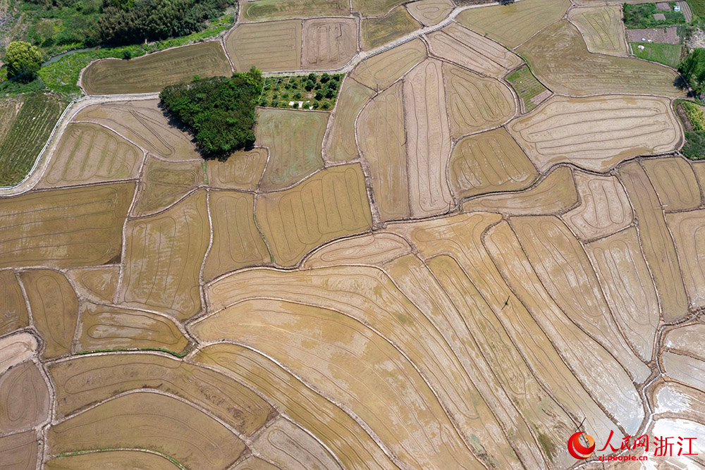 空中俯瞰寧波市寧?？h前童鎮大鄭村，翻耕后的水田阡陌縱橫。人民網 章勇濤攝