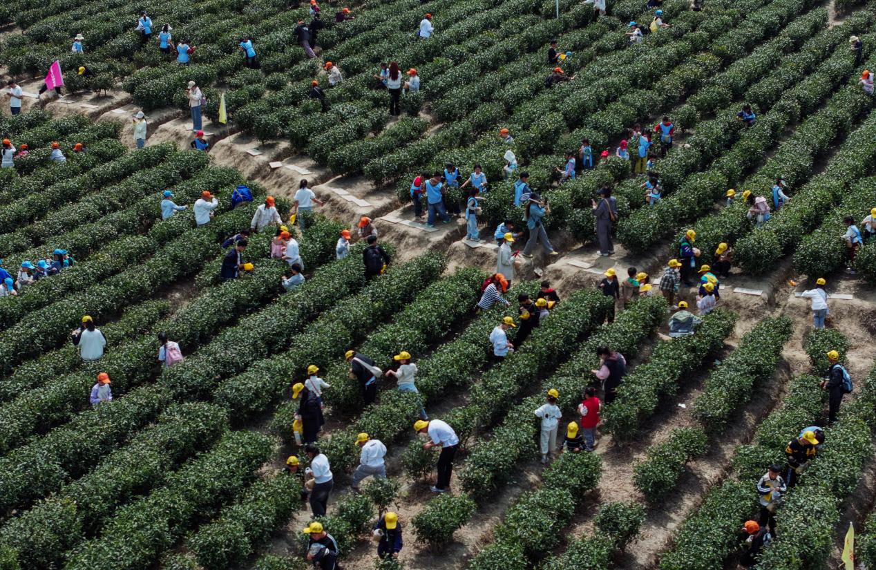 俯瞰茶園里正在體驗采茶的孩子們。吳芳攝