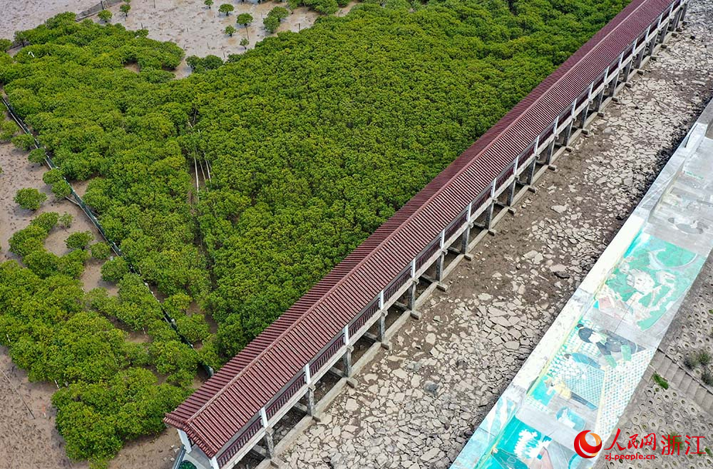 在浙江省玉環市海山鄉海岸邊，紅樹林綠意盎然。人民網 章勇濤攝