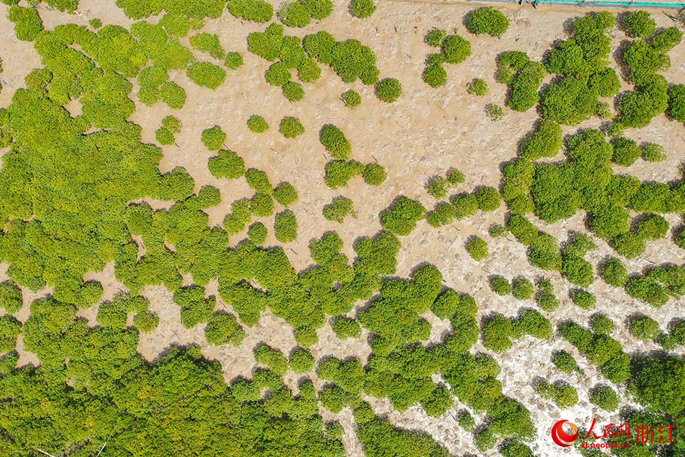 在浙江省玉環市海山鄉海岸邊，紅樹林綠意盎然。人民網 章勇濤攝