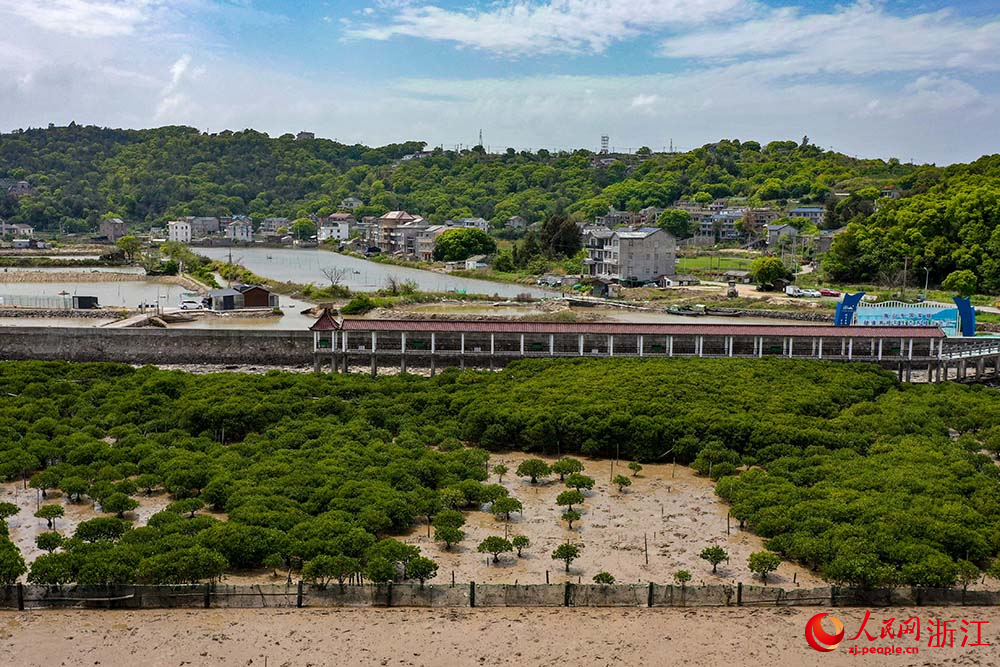 在浙江省玉環市海山鄉海岸邊，紅樹林綠意盎然。人民網 章勇濤攝