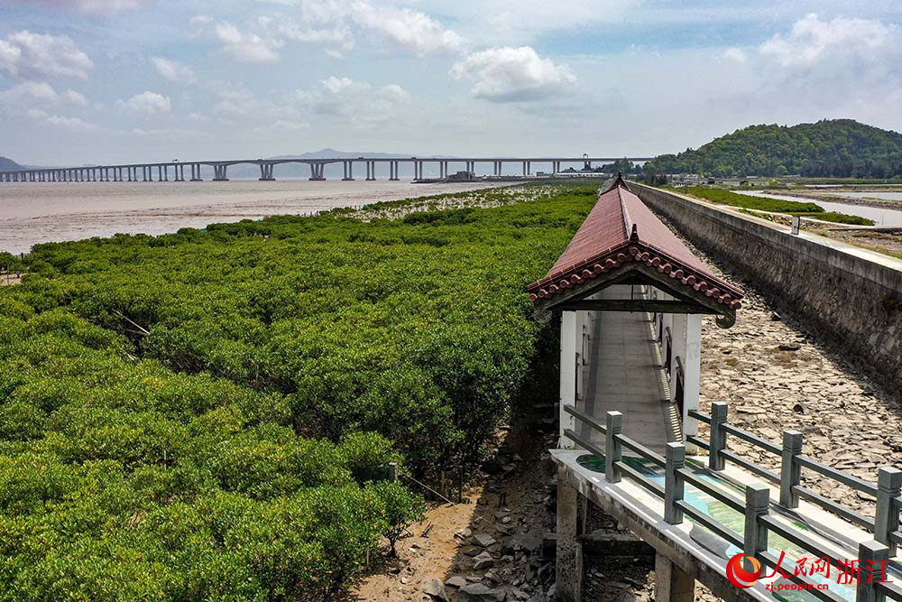 在浙江省玉環市海山鄉海岸邊，紅樹林綠意盎然。人民網 章勇濤攝