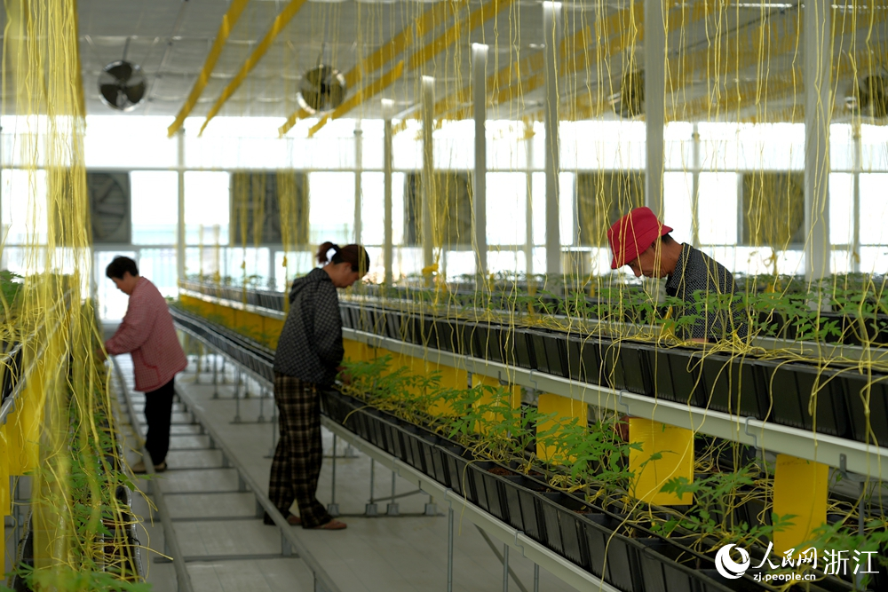“蔬菜工廠”內，工人正在吊蔓。人民網 陳陸洵攝