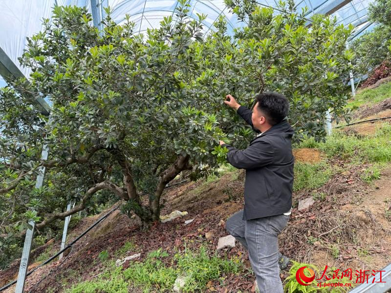 胡英俊正在疏果。人民網 程欣攝