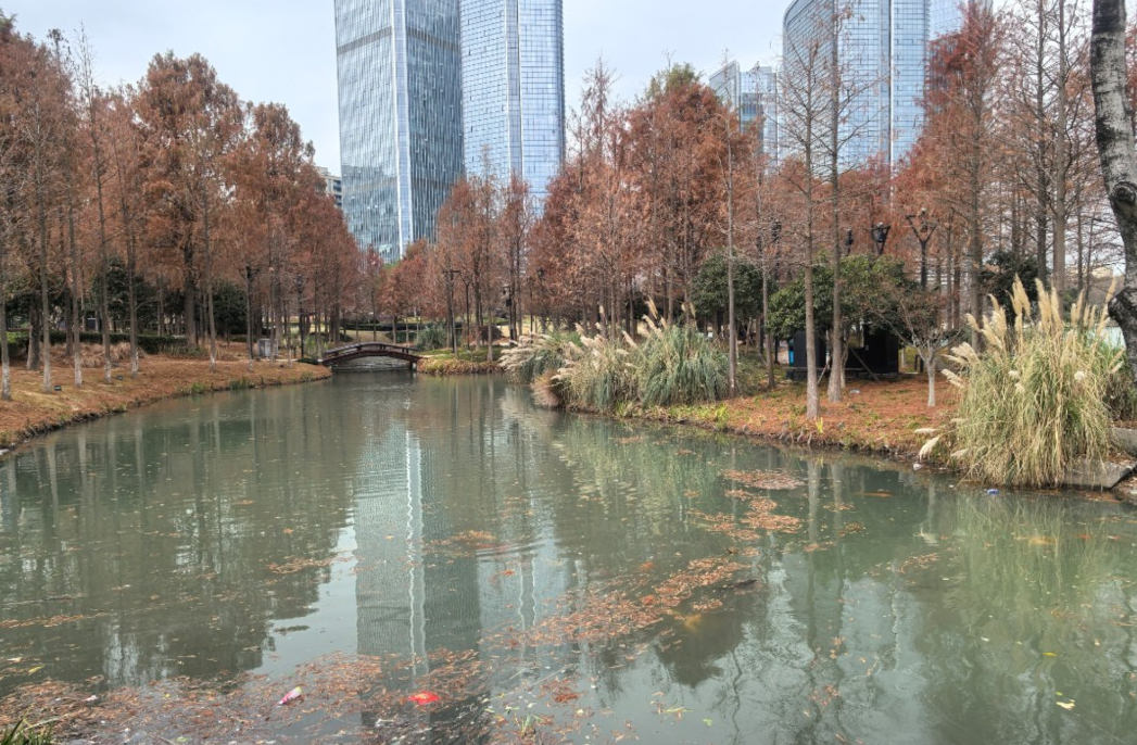 公園內的湖面。網友供圖