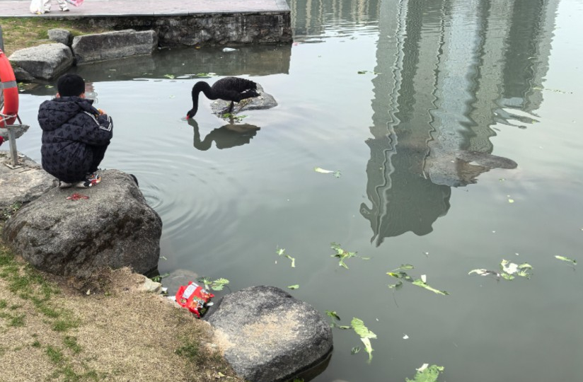 公園內的湖面。網友供圖