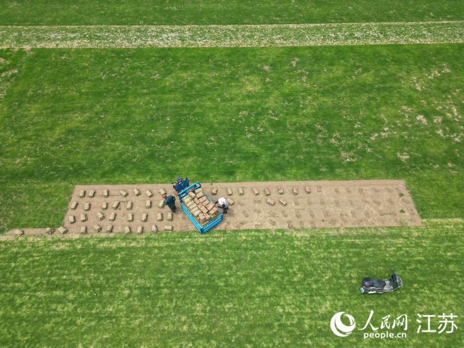 村民將卷好的草坪裝車。人民網記者 王繼亮攝