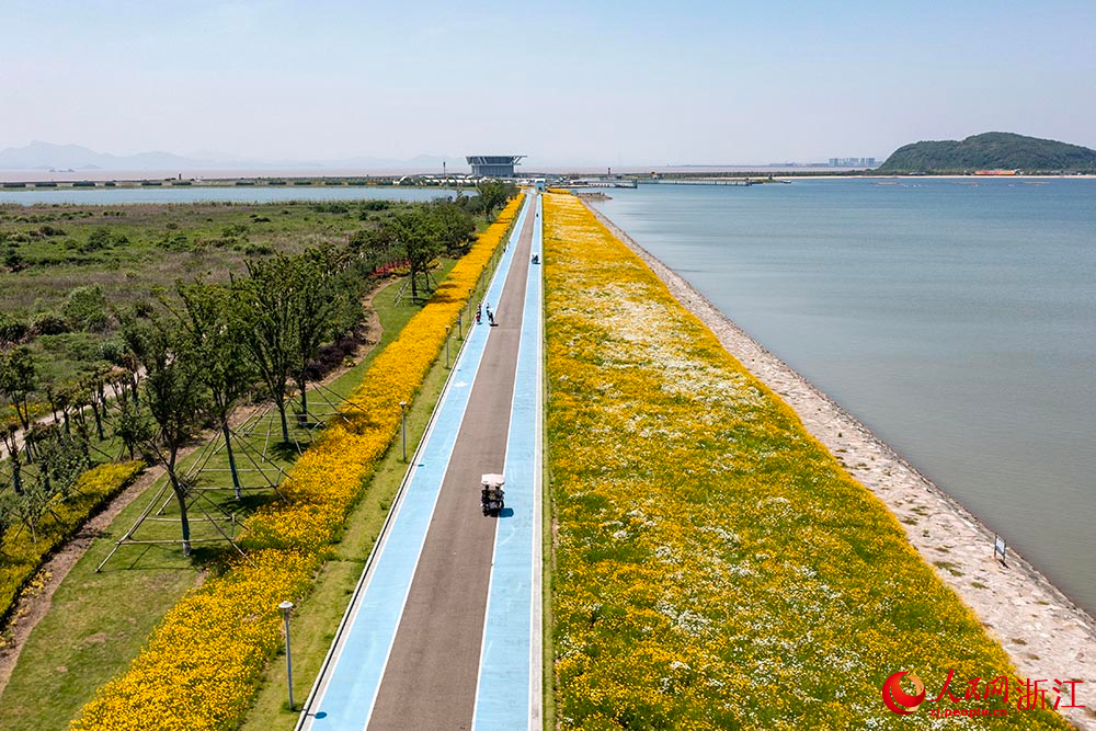 寧波市北侖區梅山灣梅山紅橋下，一片花海景色吸引了眾多游客前來觀賞。人民網 章勇濤攝