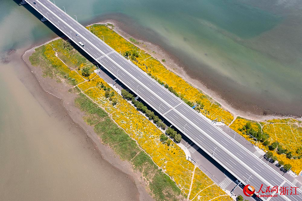 寧波市北侖區梅山灣梅山紅橋附近的花海景觀。人民網 章勇濤攝