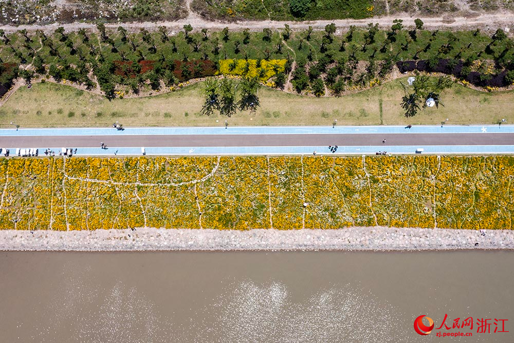 寧波市北侖區梅山灣梅山紅橋下，一片花海景色吸引了眾多游客前來觀賞。人民網 章勇濤攝
