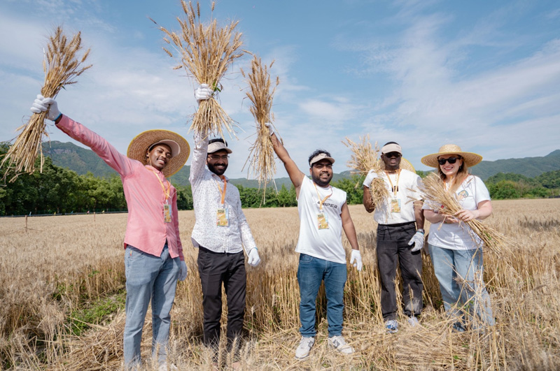 外國友人體驗傳統手工割麥子。阮海霞攝