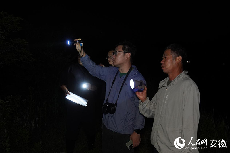 宣城市涇縣昌橋鄉，調查人員夜間開展揚子鱷野外種群資源調查。人民網記者 陳若天攝