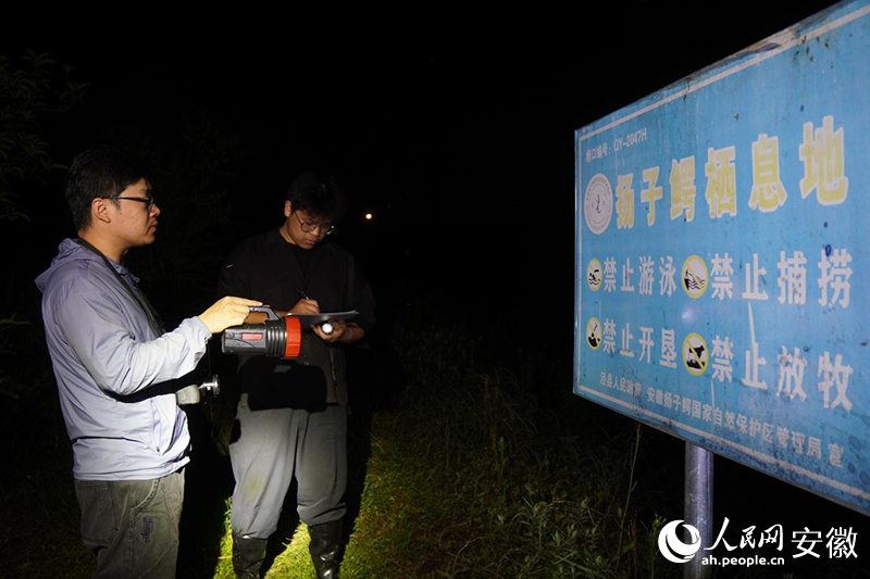 安徽揚子鱷國家級自然保護區管理局工作人員和劉鵬（右）正在開展揚子鱷野外種群資源調查。 人民網記者 陳若天攝